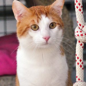 Smoky – Mâle, né le 1/9/2023