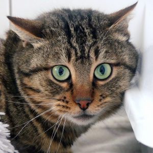 Warry – Mâle, né le 1/2/2018