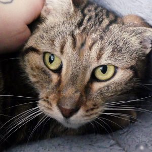 Tchita – Femelle, née le 1/7/2019