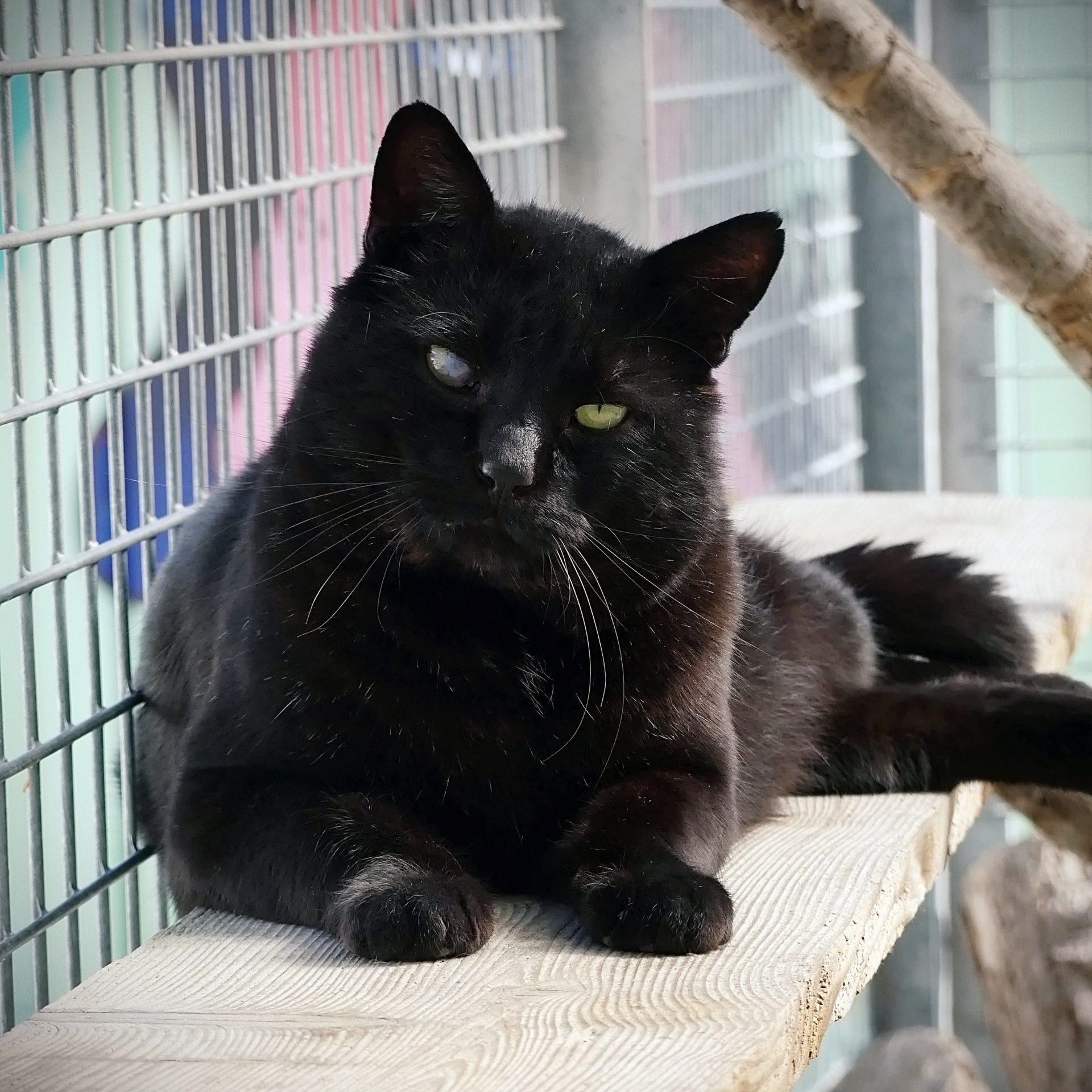 !SOS 8 mois de refuge! Carbone – Mâle, né le 1/6/2021