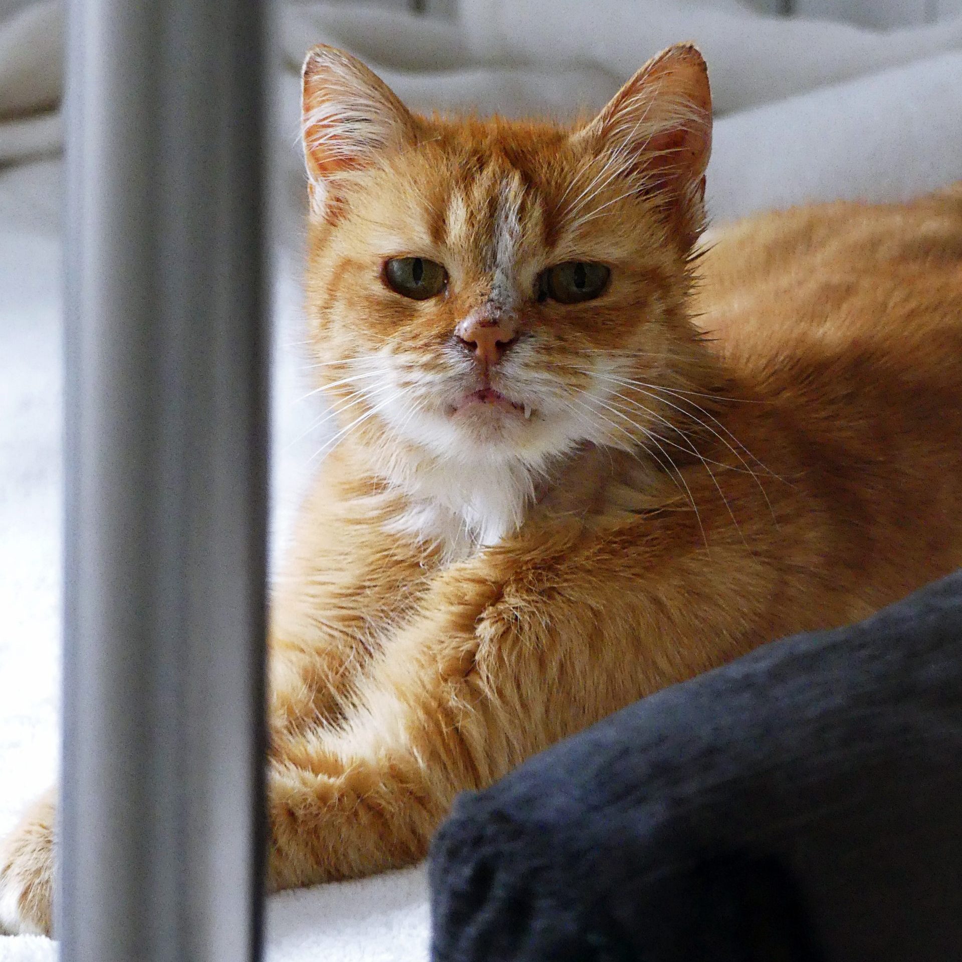 !SOS Sénior! Abricot – Femelle, née le 01/06/15