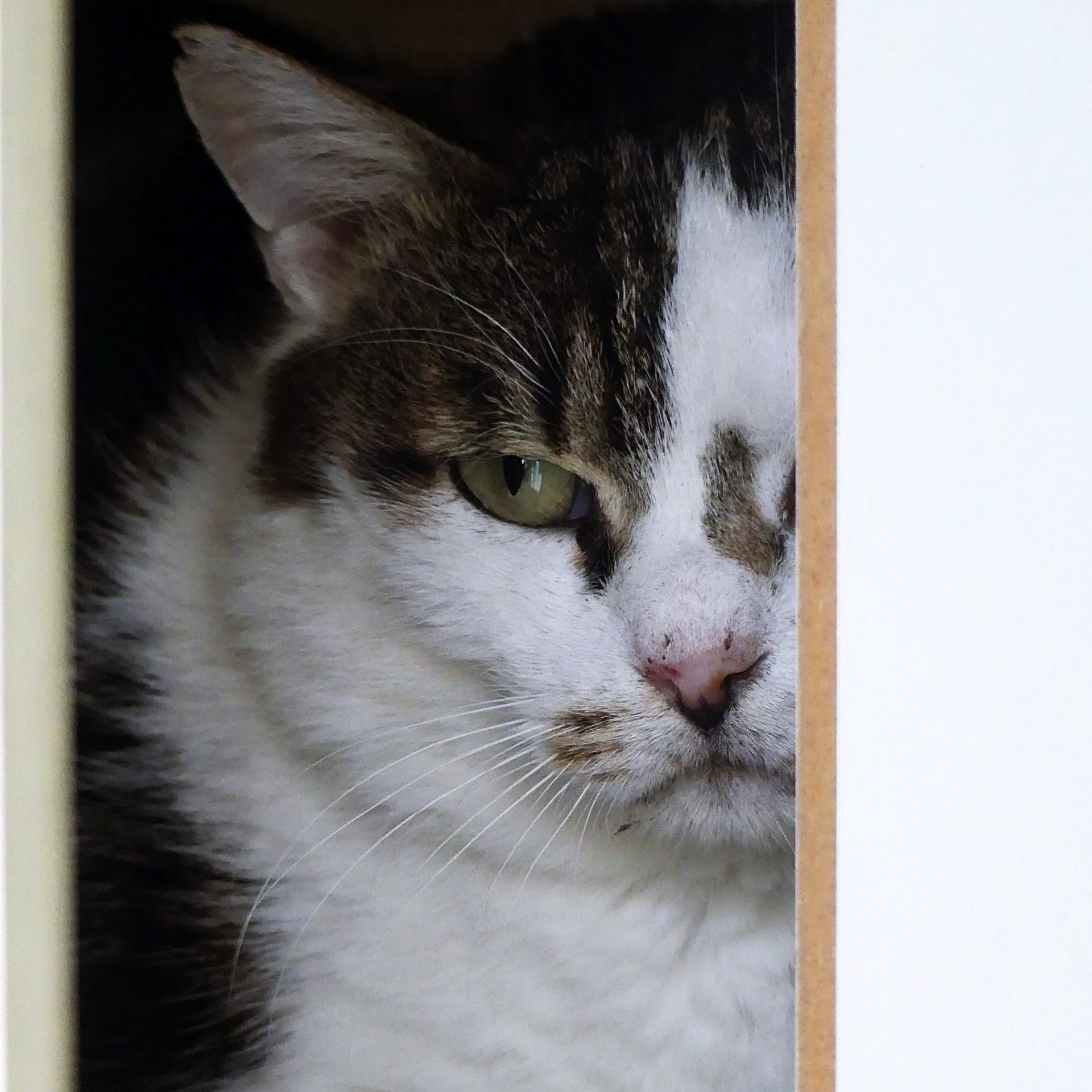 !SOS Senior! Obi – Mâle, né le 1/1/2016 – FIV+