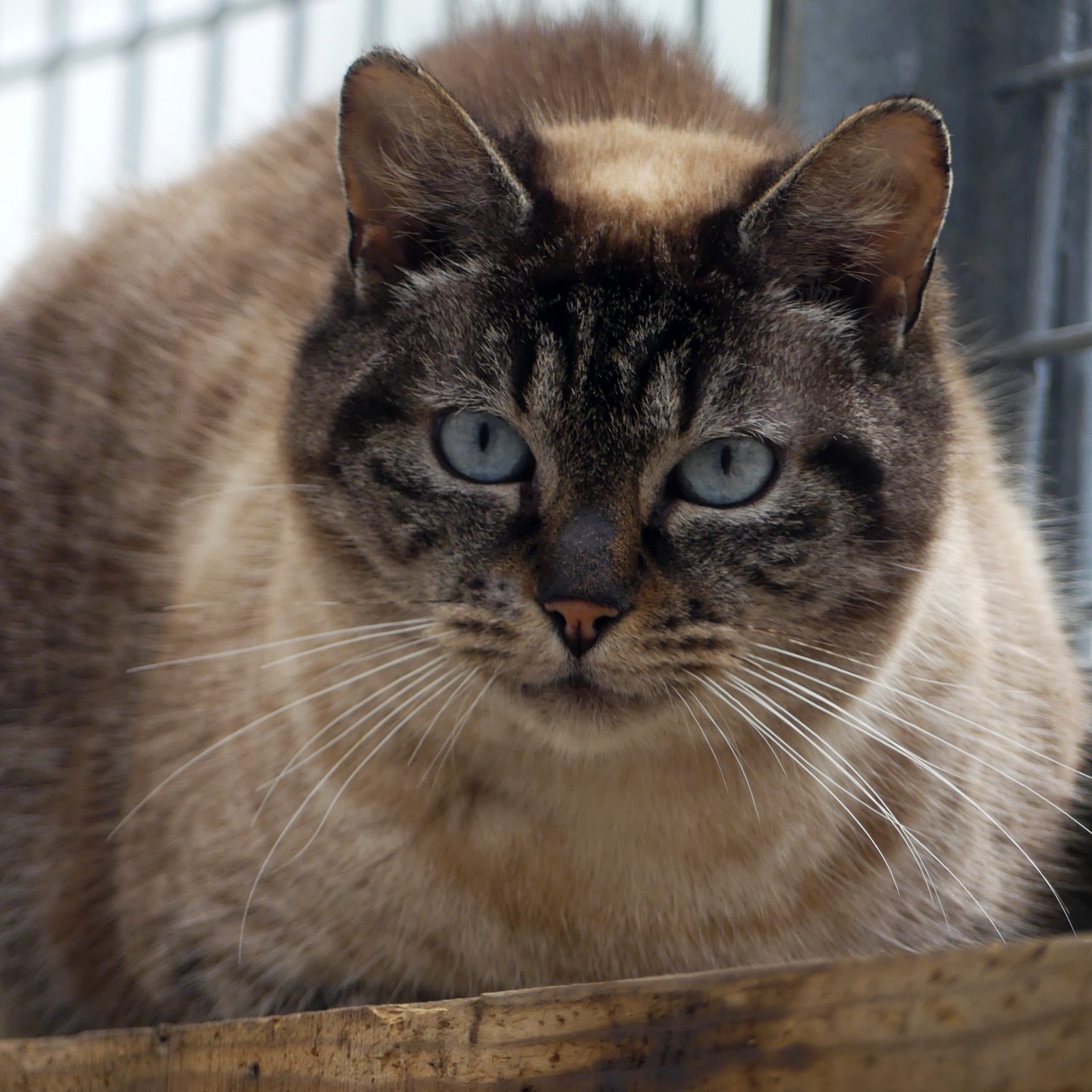 Bella – Femelle, née le 1/10/2019