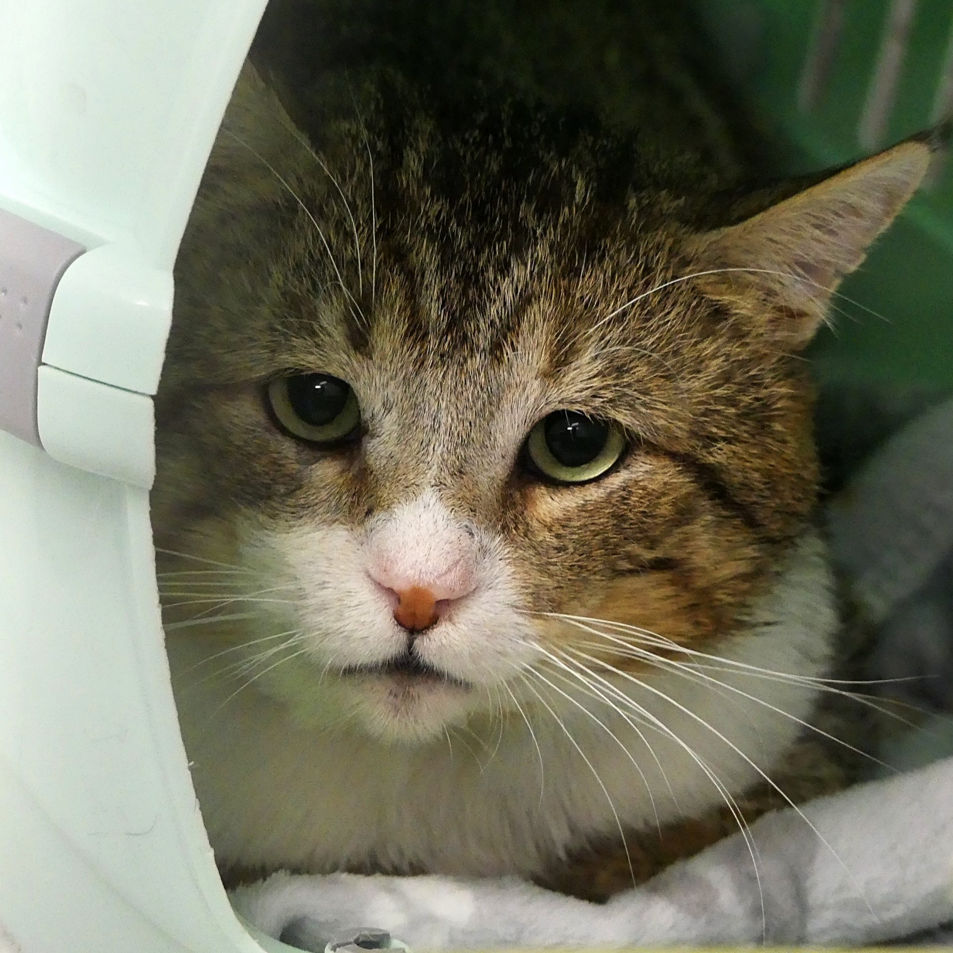 Abel – Mâle, né le 01/01/21 – FIV+