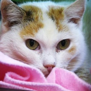 !SOS Sénior! Poko – Femelle, née le 01/01/17