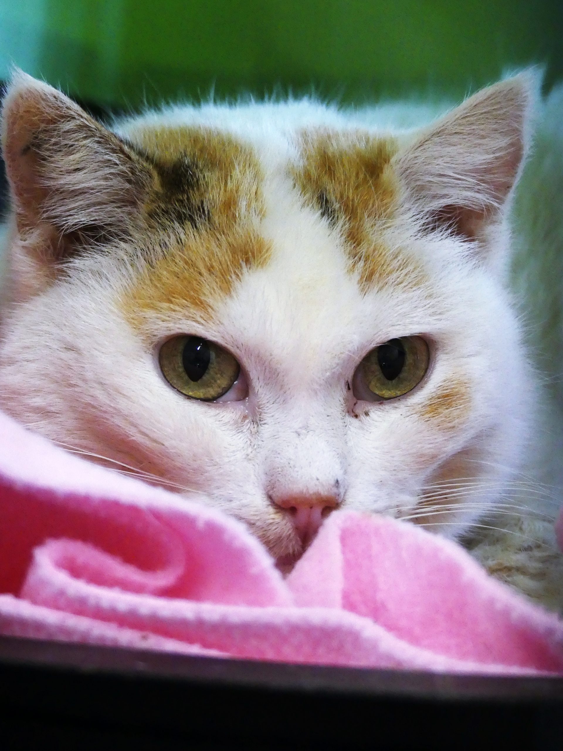 !SOS Sénior! Poko – Femelle, née le 01/01/17