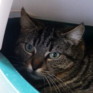 Nojiko – Femelle, née le 01/04/19