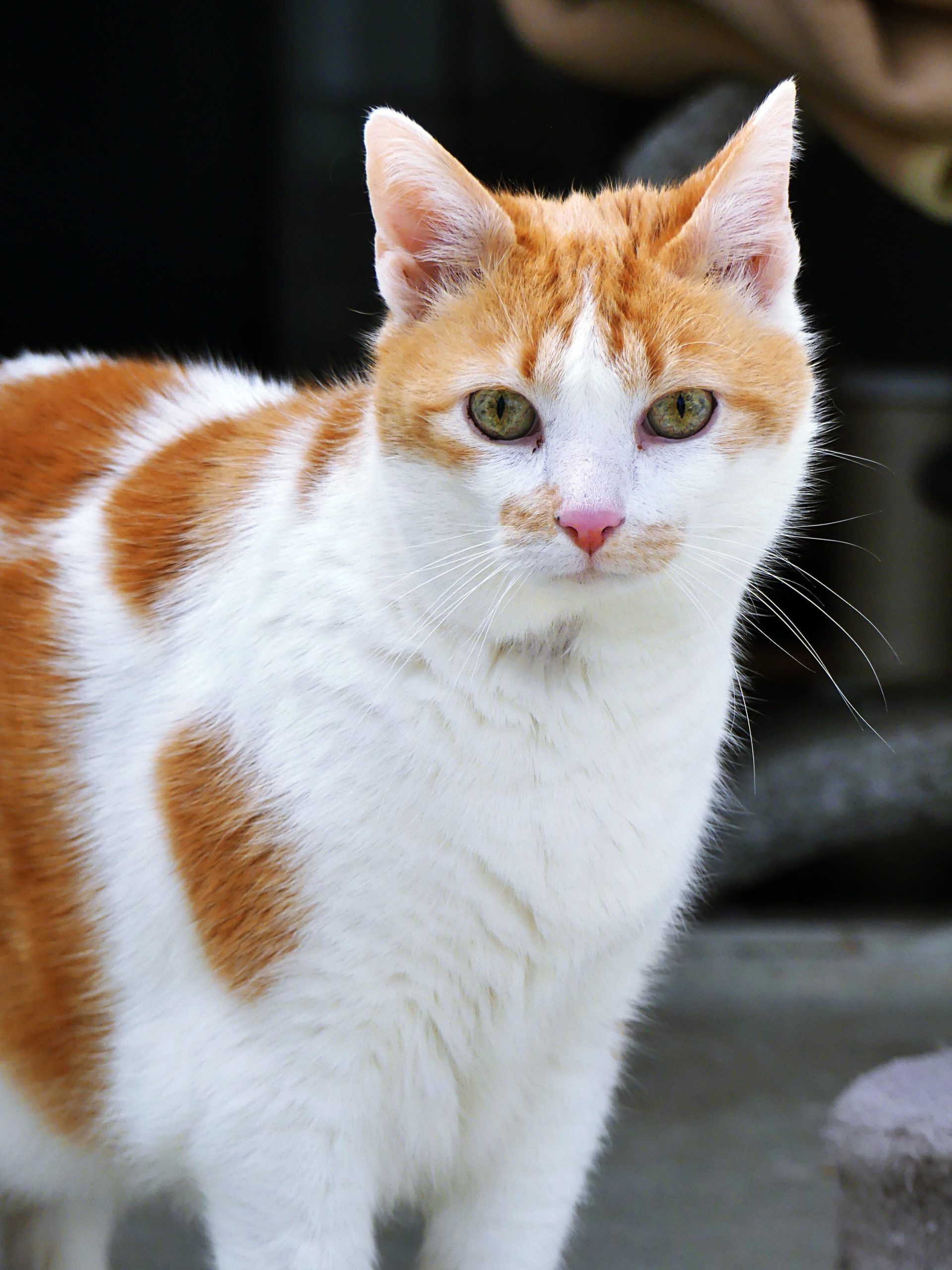 !SOS Sénior et FIV+! Hikaru – Mâle, 14 ans