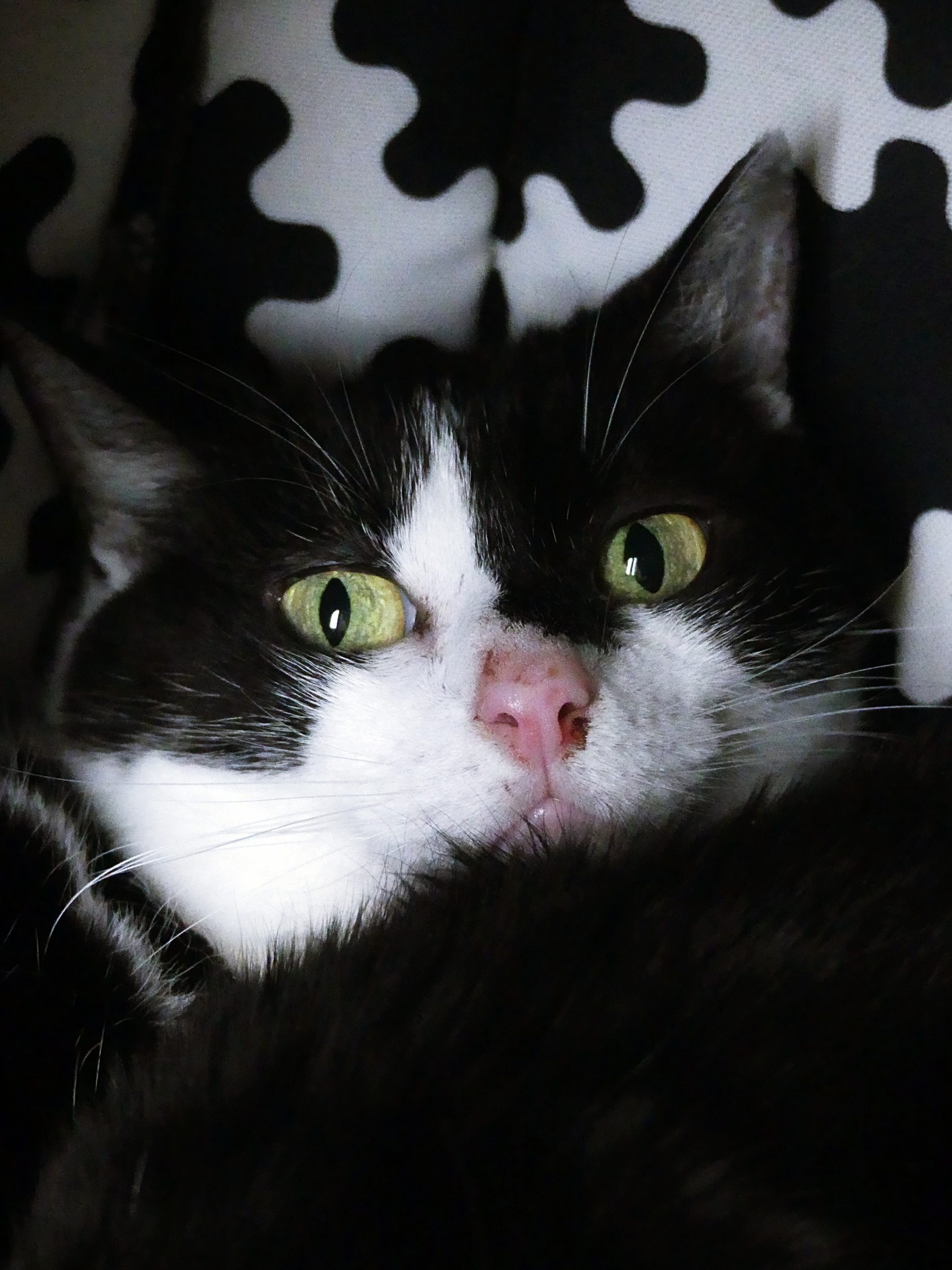 !SOS Sénior! Rosy – Femelle, née le 01/05/15