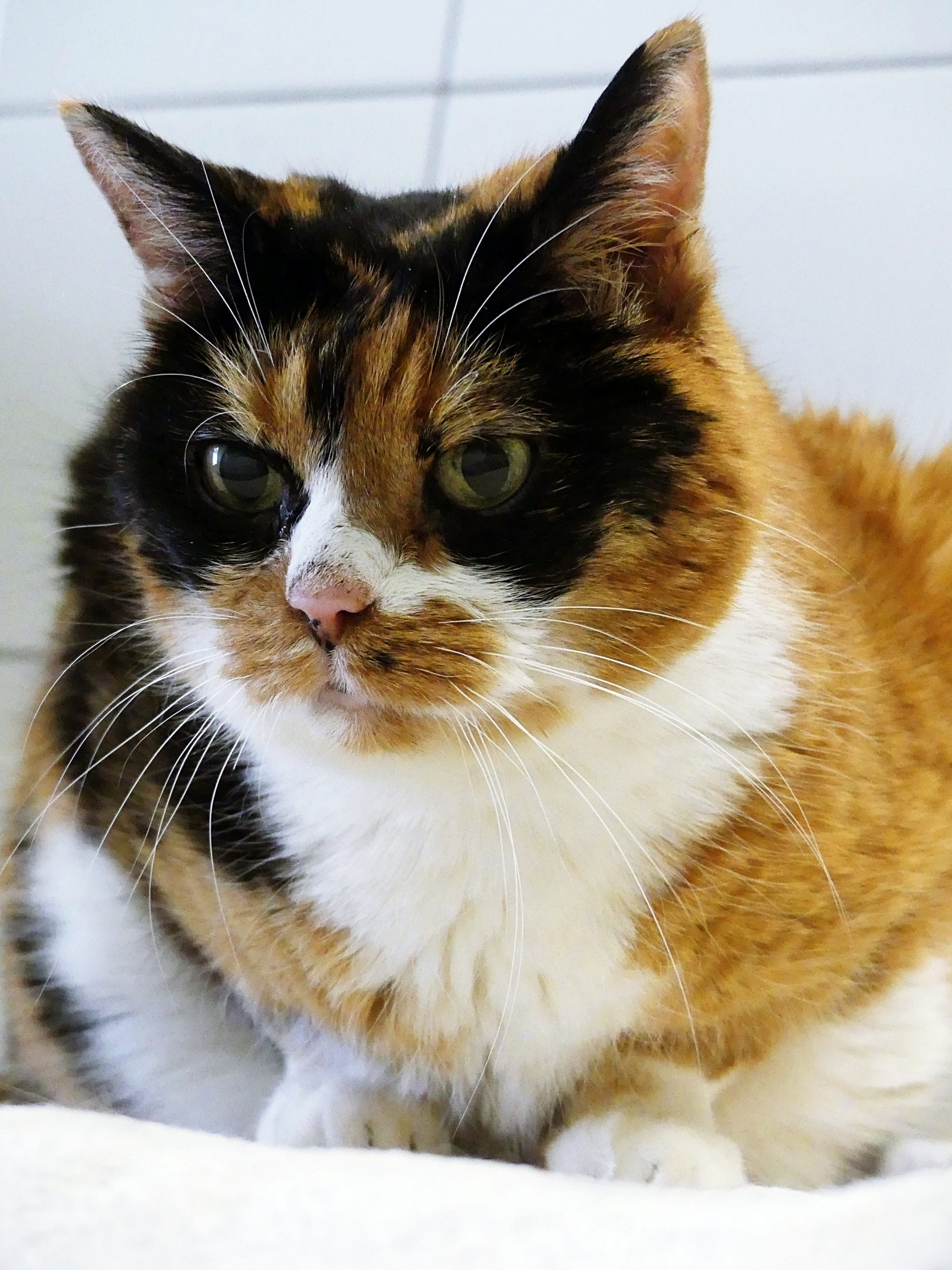 !SOS Sénior! Lola – Femelle, née le 15/09/12