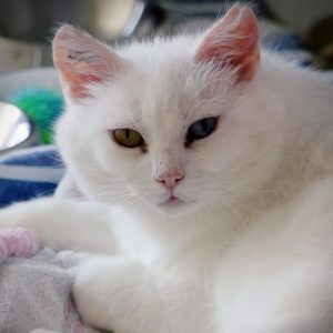 Vecna – Femelle, née le 01/05/2018