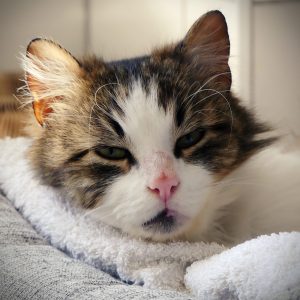 !Senior! Loupiot – Mâle, né le 1/4/2016