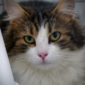 Kokushibo – Mâle, né le 1/10/2024