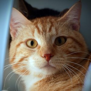 Willy – Mâle, né le 1/10/2024