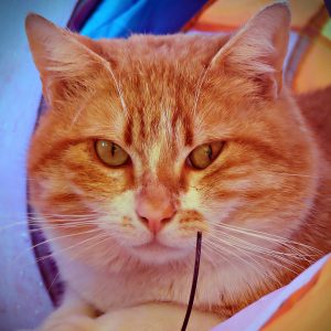 Ledger – Mâle, né le 1/4/2023