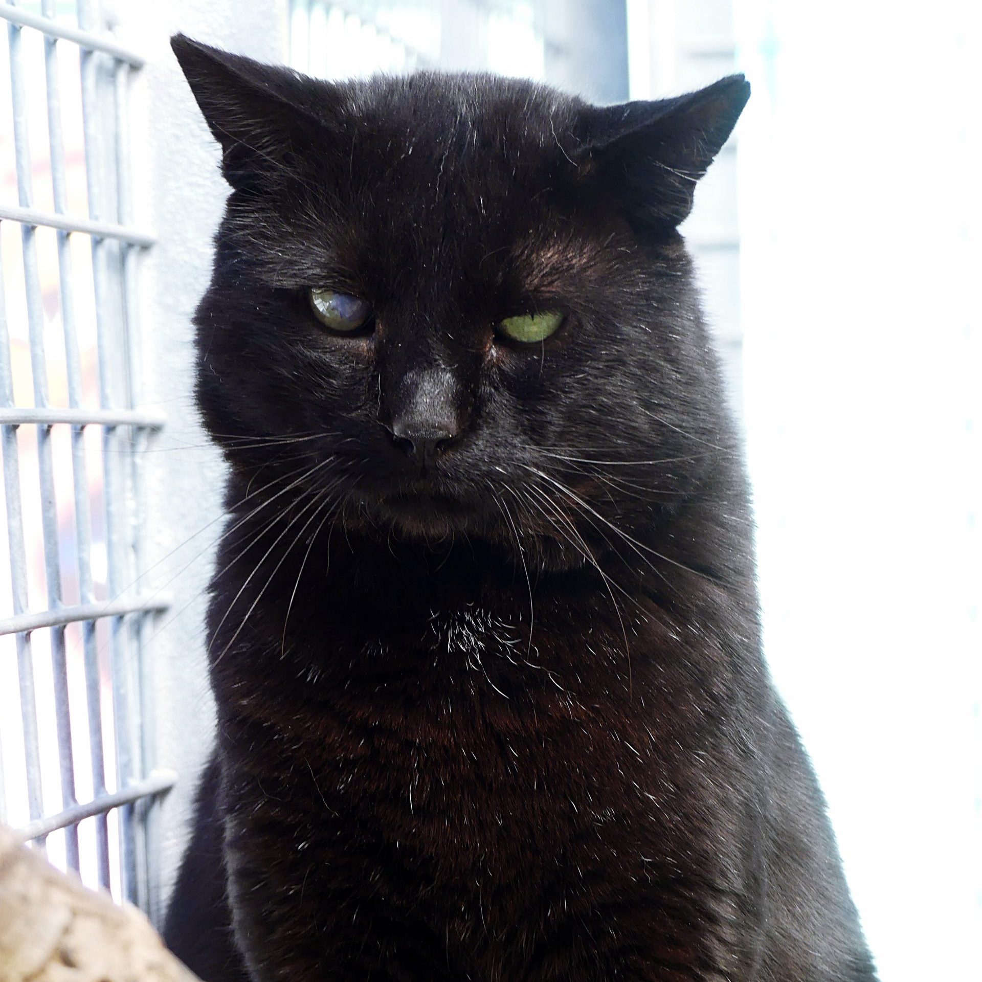 !SOS 10 mois de refuge! Carbone – Mâle, né le 1/6/2021