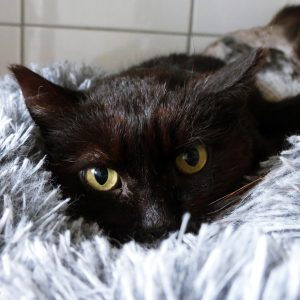 !SOS Sénior! Ranger – Mâle, né le 01/04/16