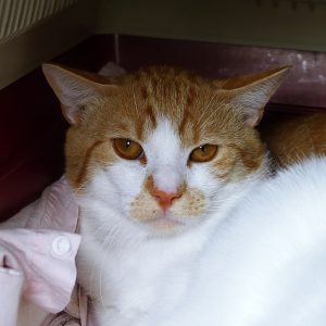 Arnaud – Mâle, né le 01/04/24