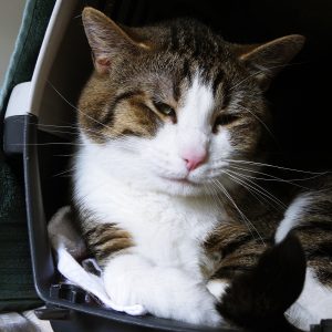 Bouboule – Mâle, né le 05/05/22