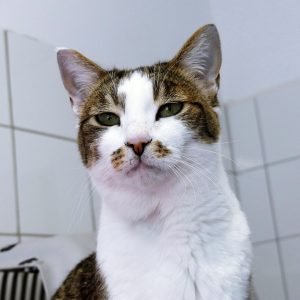 !SOS Sénior! Roche – Femelle, née le 15/07/15