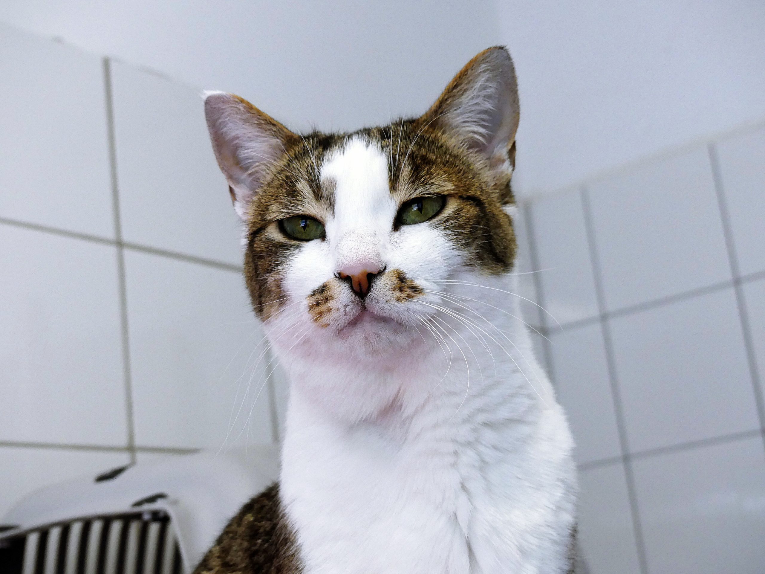 !SOS Sénior! Roche – Femelle, née le 15/07/15