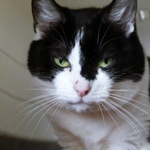 !SOS Sénior! Rosy – Femelle, née le 01/05/15