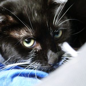 Choupette – Femelle, née le 26/07/18