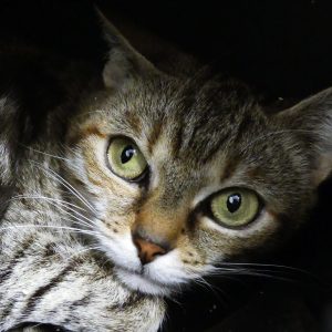 Lola – Femelle, née le 01/04/20