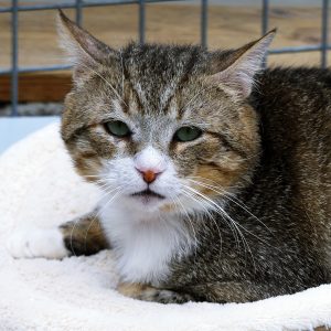 !SOS FIV+! Abel – Mâle, né le 01/01/21