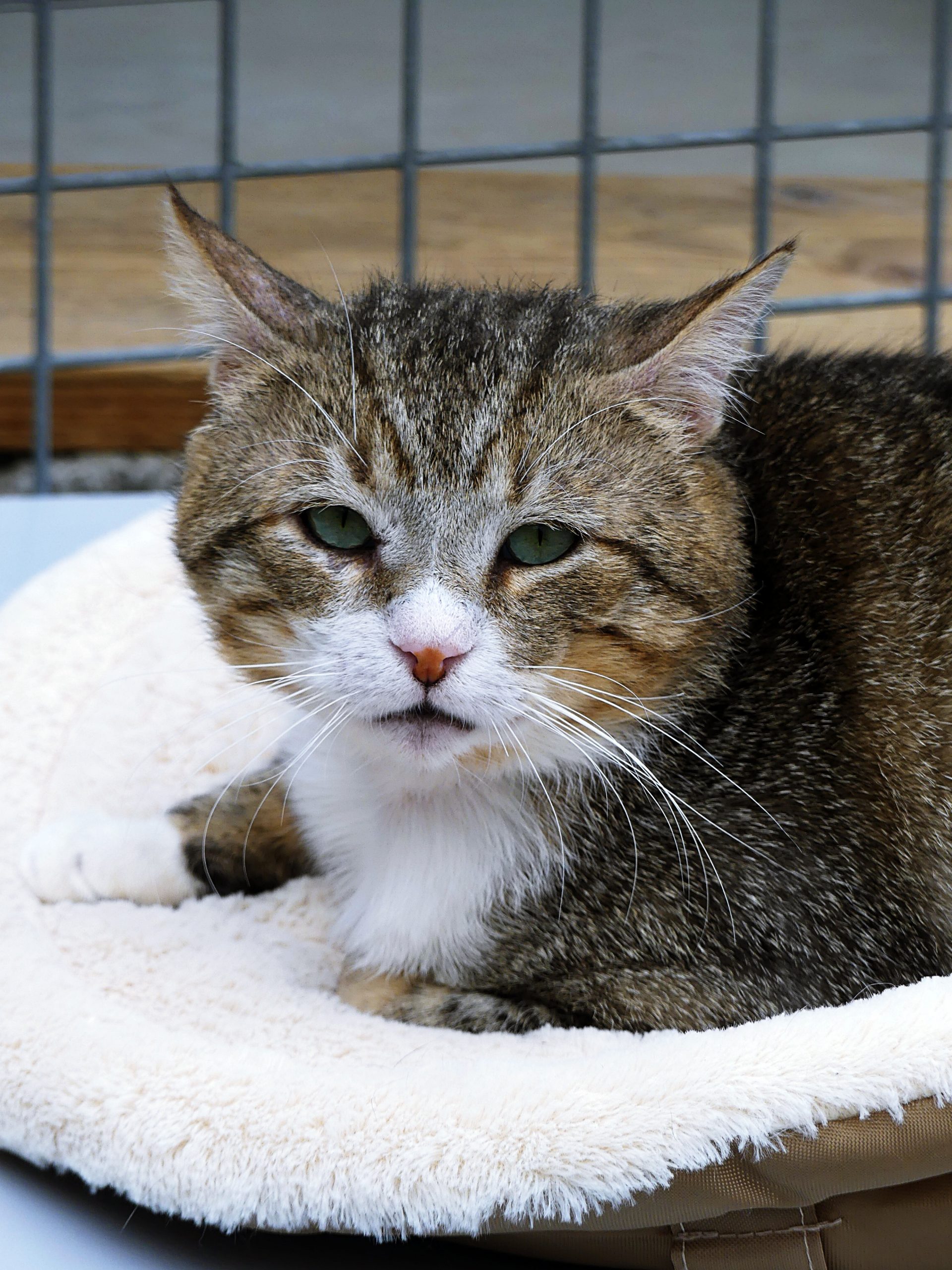 !SOS FIV+! Abel – Mâle, né le 01/01/21