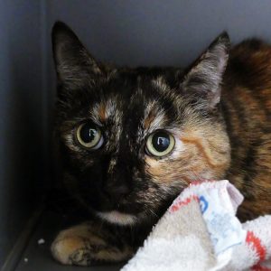 Eglantine – Femelle, née le 04/10/18