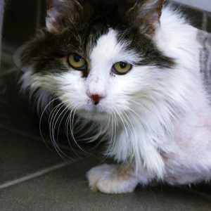 Savane – Mâle, né le 1/3/2018