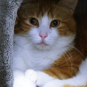 Robin – Mâle, né le 01/04/2025