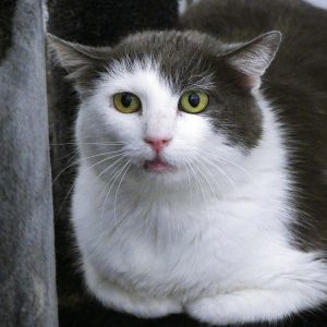 Pirate – Femelle, née le 01/03/23