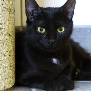 Adèle – Femelle, née le 01/09/25