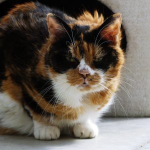 !SOS Sénior! Lola – Femelle, née le 15/09/12