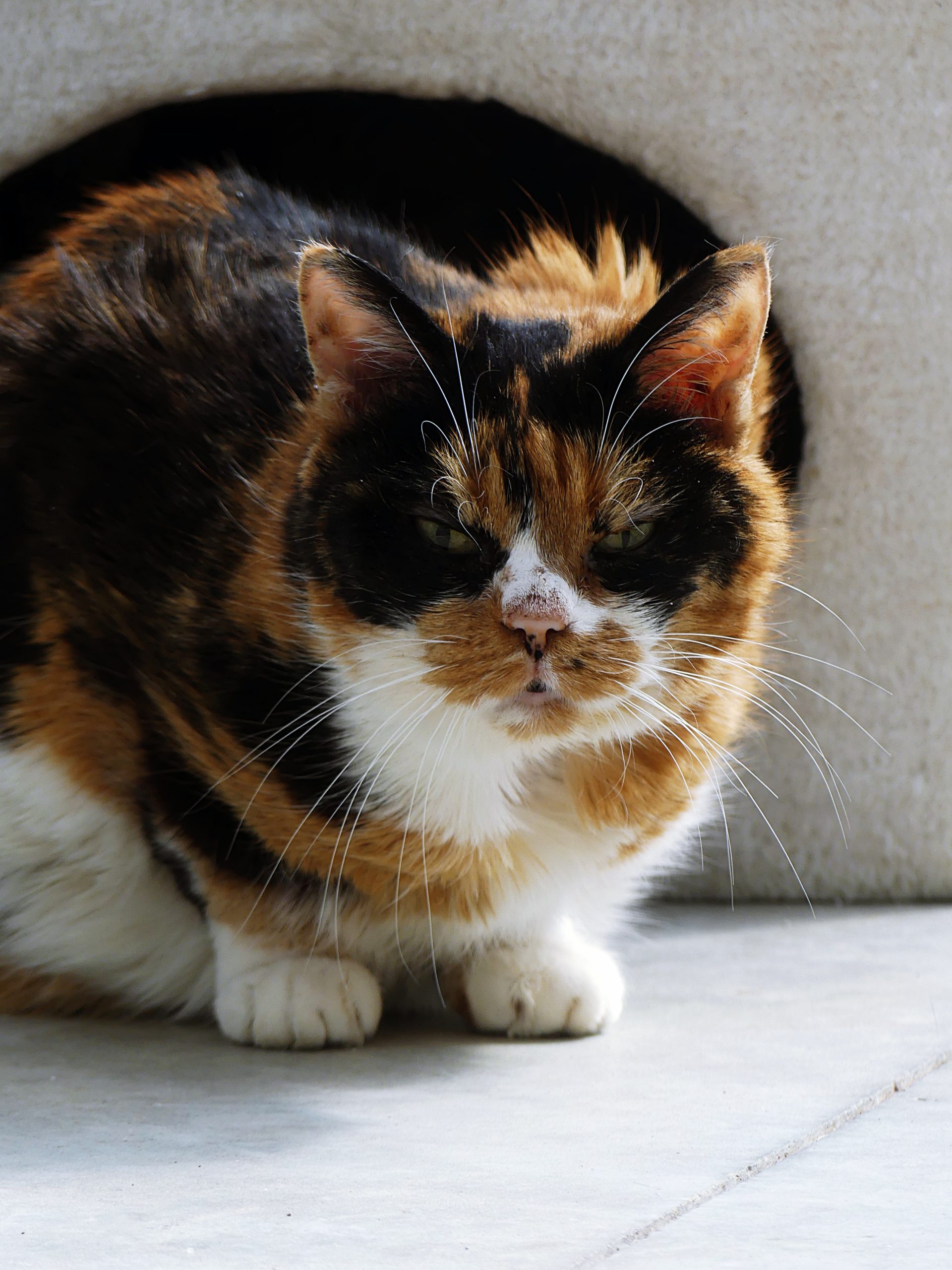 !SOS Sénior! Lola – Femelle, née le 15/09/12