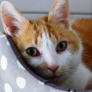 !SOS Sénior et FIV+! Hikaru – Mâle, 14 ans