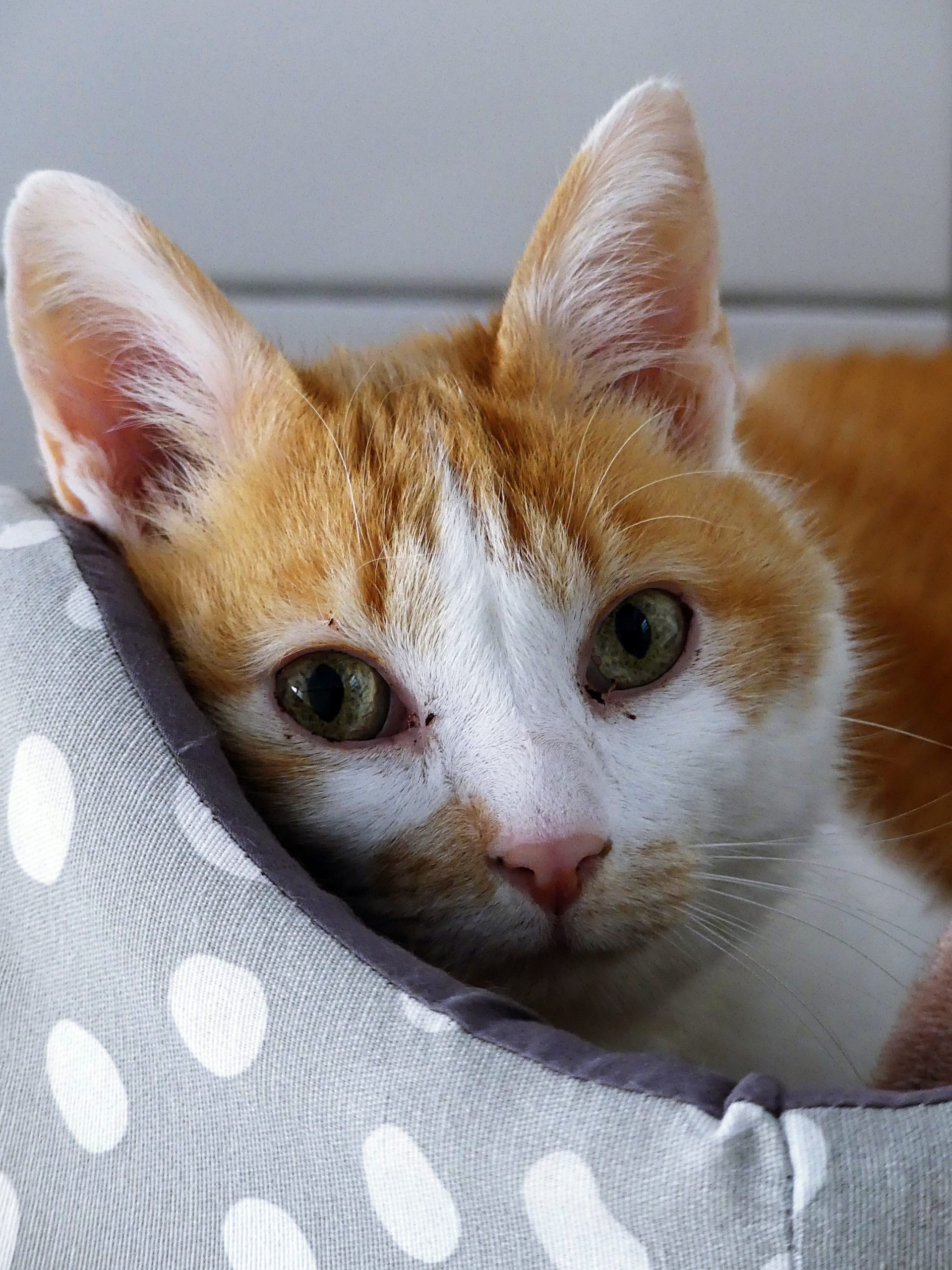 !SOS Sénior et FIV+! Hikaru – Mâle, 14 ans