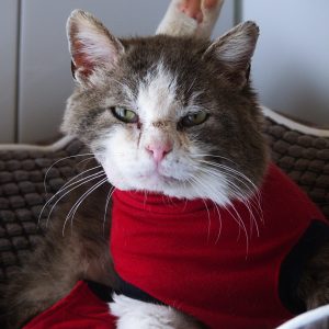 !SOS Sénior et FIV+! Jimmy – Mâle, né le 01/04/14