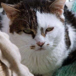 !SOS Senior! Obi – Mâle, né le 1/1/2016 – FIV+