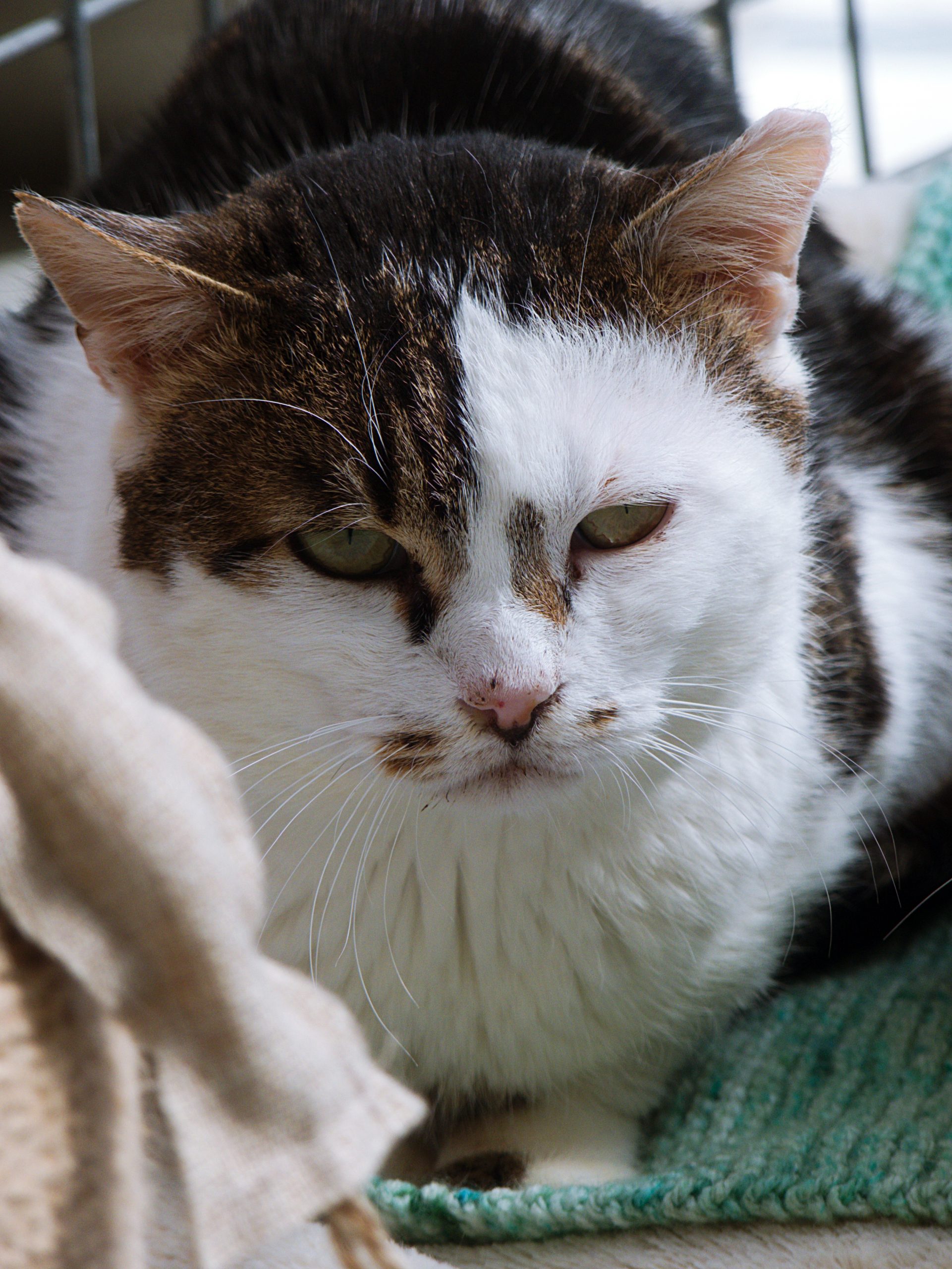 !SOS Senior! Obi – Mâle, né le 1/1/2016 – FIV+