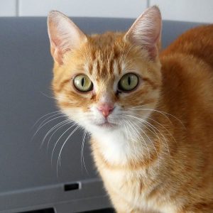 Zig Zag – Femelle, née le 01/05/25