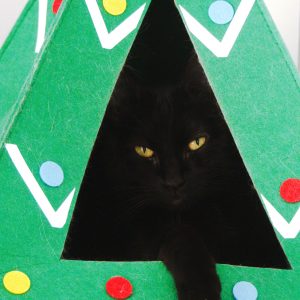 Pioupiou – Femelle, née le 1/4/2021