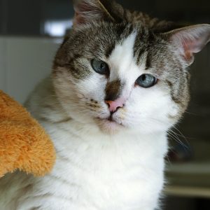 !SOS détresse émotionnelle! Siera – Femelle, née le 1/9/2021