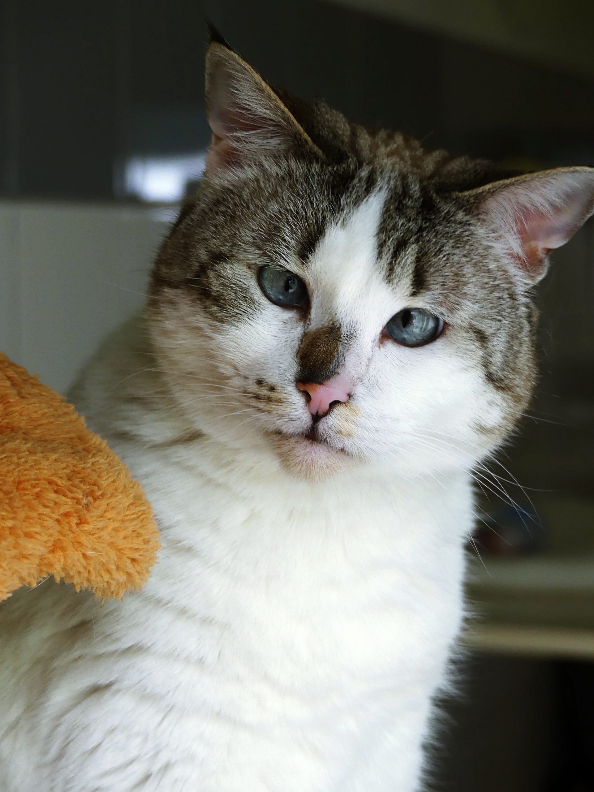 !SOS détresse émotionnelle! Siera – Femelle, née le 1/9/2021