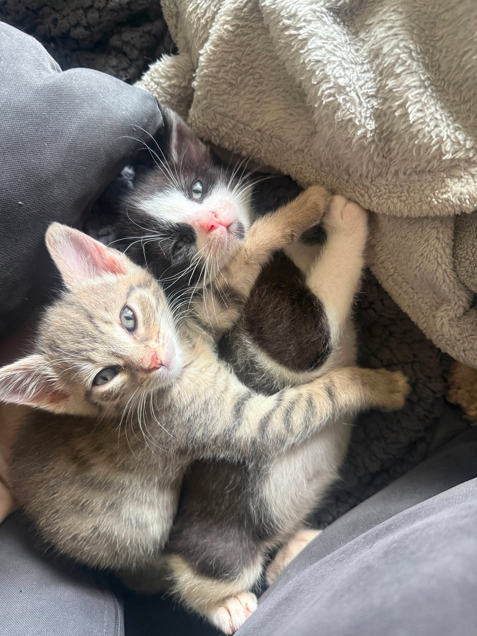 Duchesse et O&rsquo;Malley