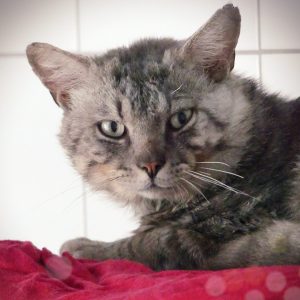 Pancho – Mâle, né le 1/5/2024