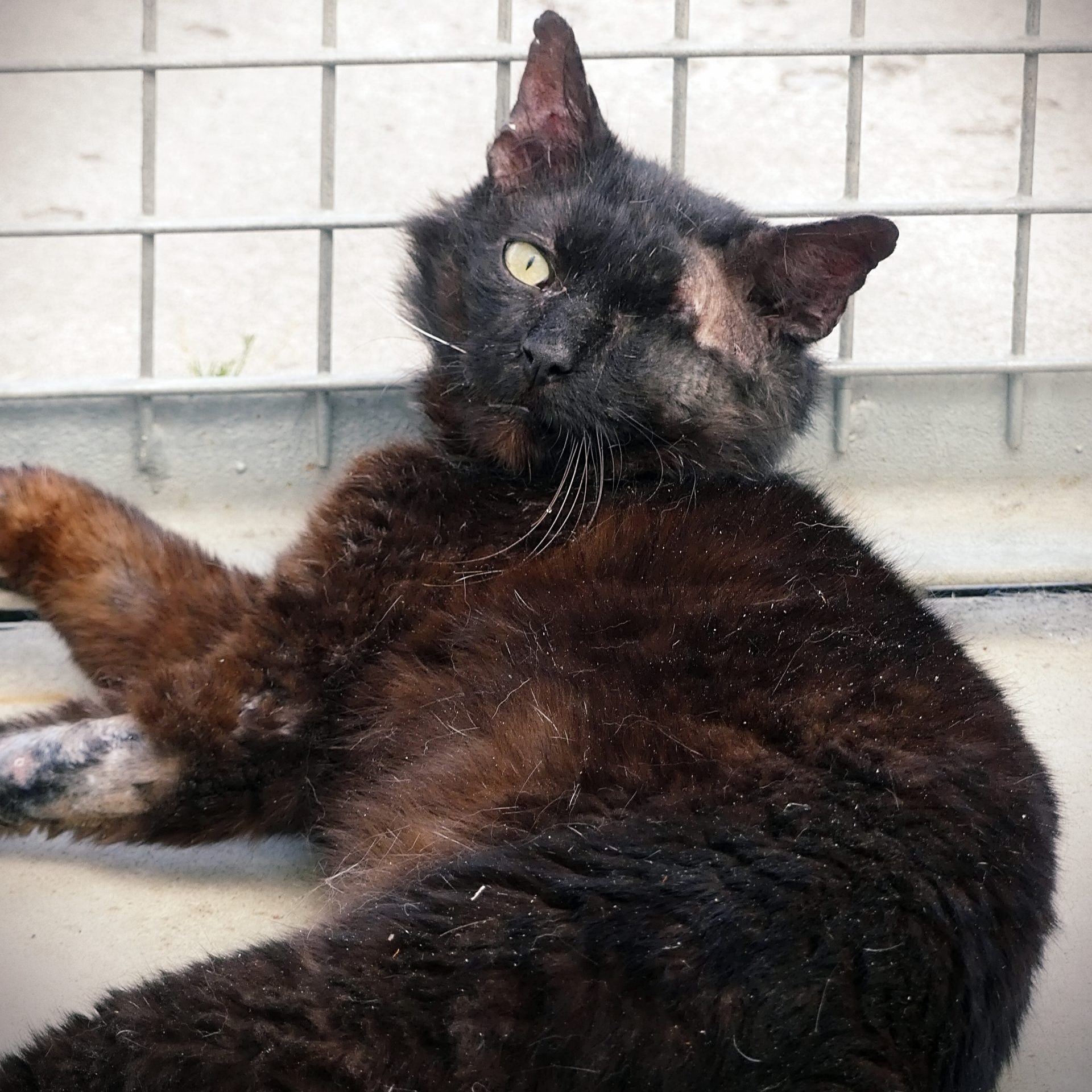 !SOS FIV+! Nox – Mâle, né le 01/04/20