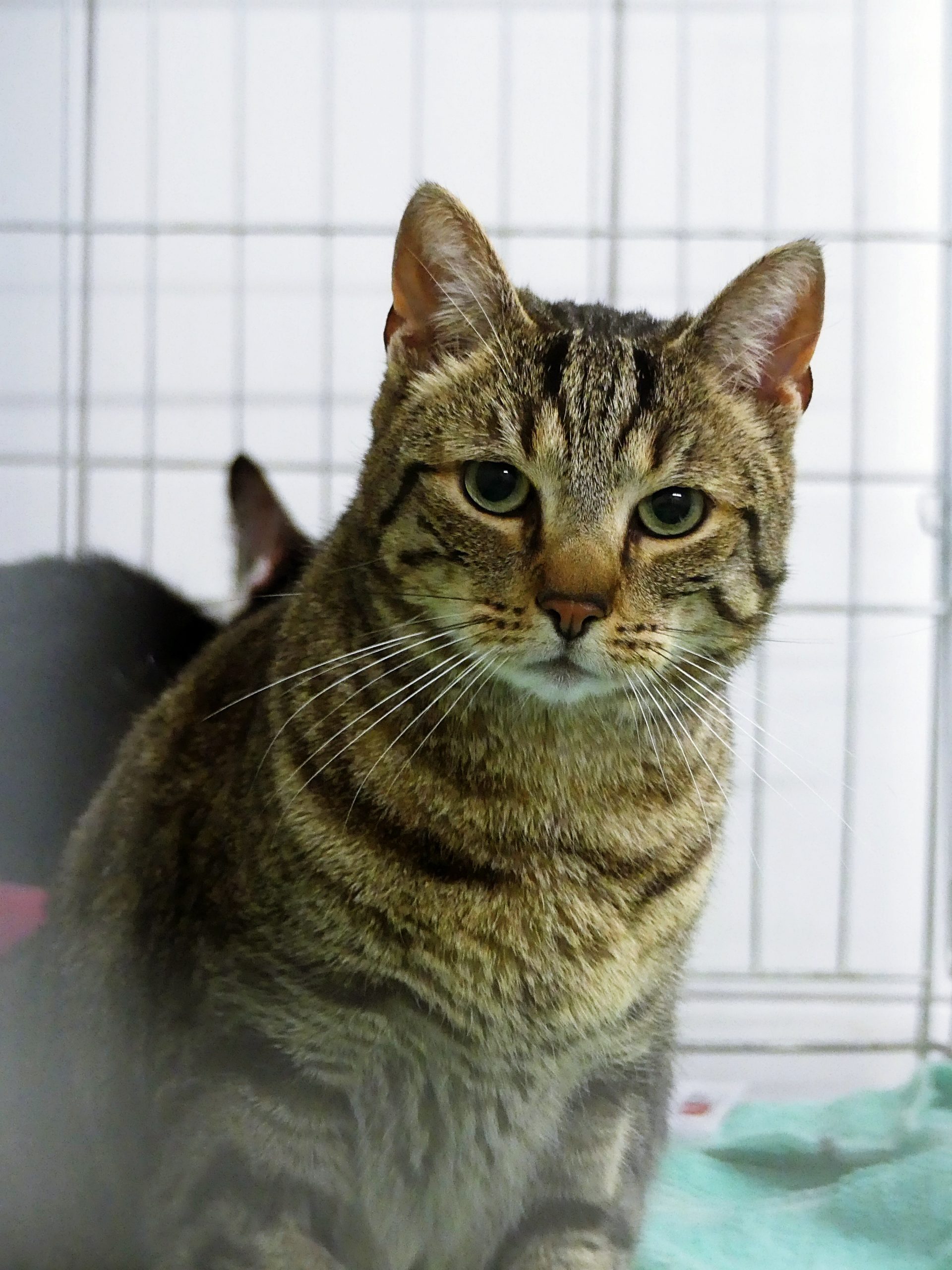 Stitch – Mâle, né le 20/10/2021 – Adoption duo avec Tagada